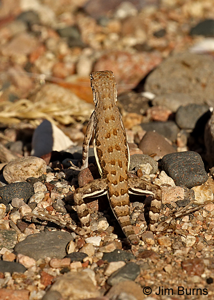Elegant Earless Lizard female showing femoral stripes and missing tail tip