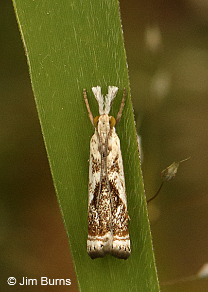  Elegant Grass-veneer Moth, Arkansas