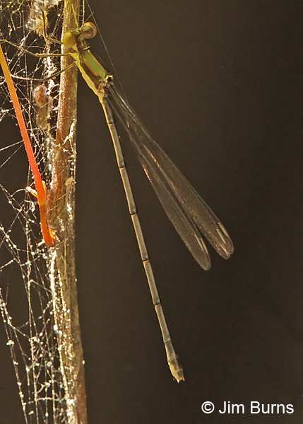 Elegant Spreadwing immature female on vine, Chesterfield Co., SC, May 2014