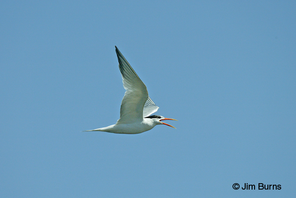 Elegant Tern adult in flight