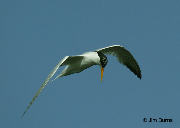 Elegant Tern juvenile hovering