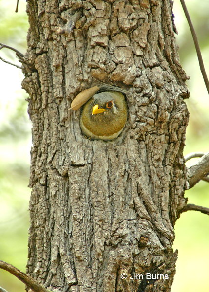 Elegant Trogon female peering from oak nesthole