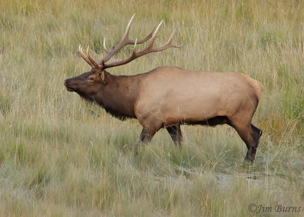 Elk bull crossing meadow--1149