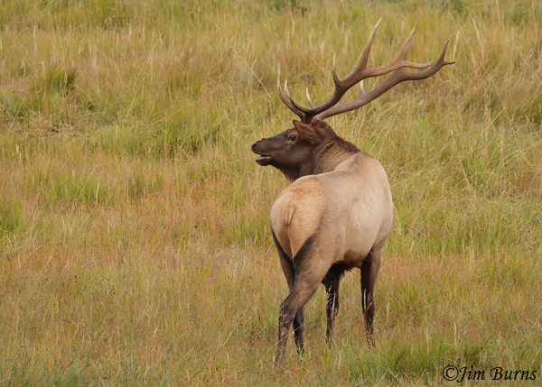 Elk bull bugling in meadow #2--1459