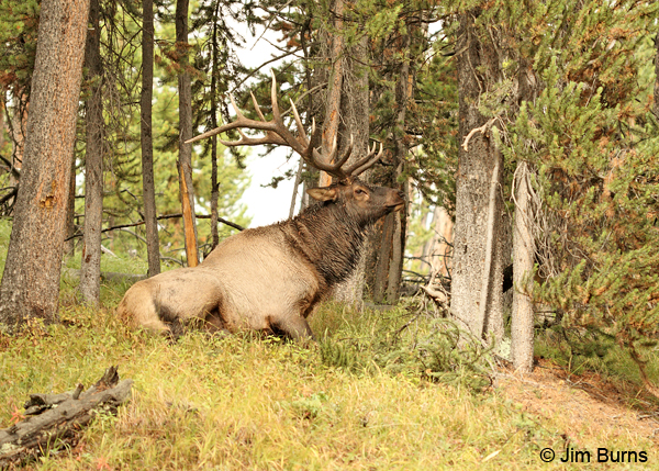 Elk bull at rest #2