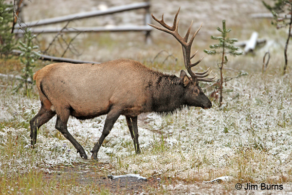 Elk bull in snow
