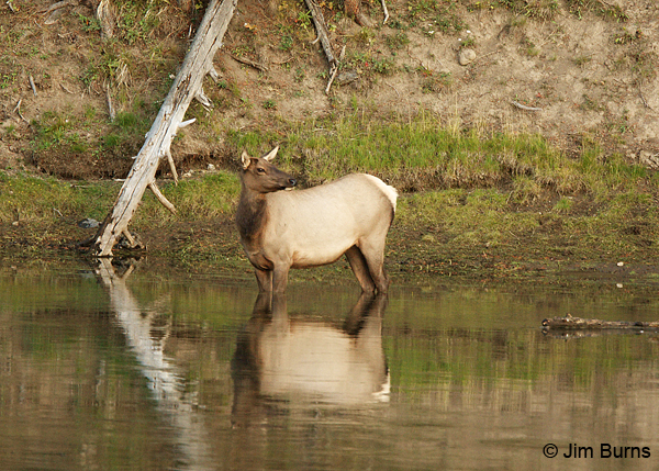 Elk cow in water