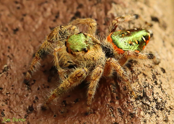 Emerald Jumping Spider female dorsal close-up, Arizona--8907