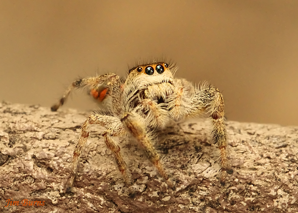 Emerald Jumping Spider female eyes, Arizona--1001