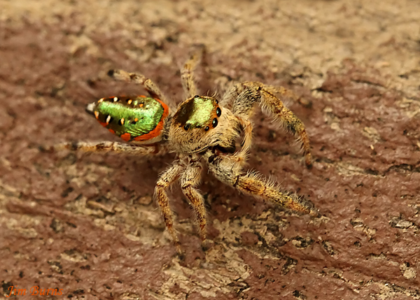 Emerald Jumping Spider female, Arizona--1000