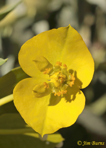 Euphorbia, Arizona--0530