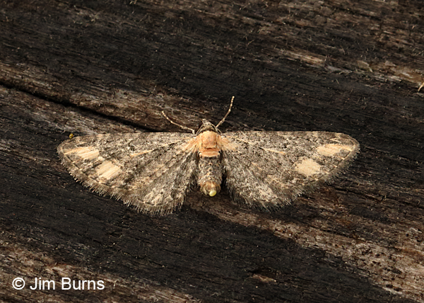 Eupithecia flavigutta, Arizona