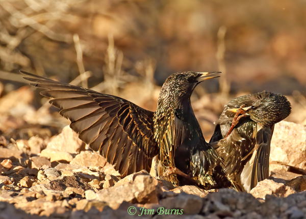 European Starling fight sequence #2--4269