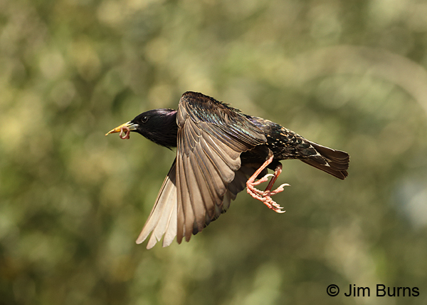 European Starling in flight with worm