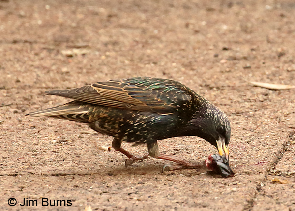 European Starling with Olive fruit