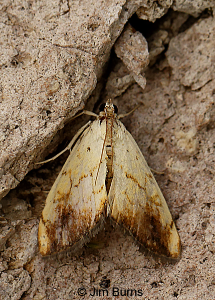 Evergestis consimillis, Arizona--8859