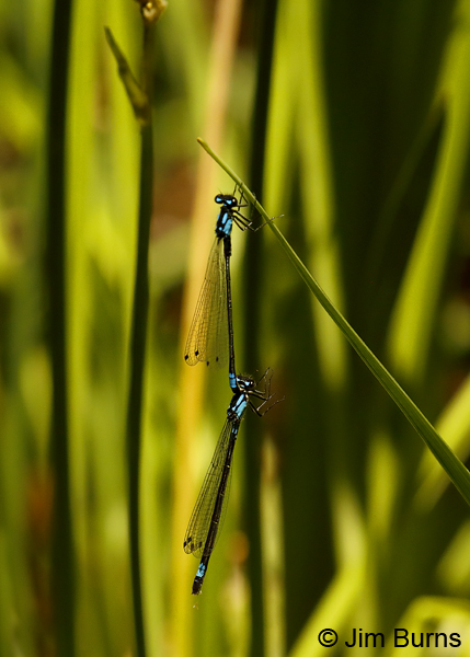 Exclamation Damsel pair hanging in tandem, Sonoma Co., CA, June 2018--9833