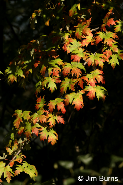 Fall color, Minnesota