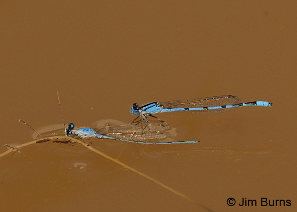Familiar Bluet male perched on wings of floating, dead Familiar Bluet male, Pima Co., AZ, August 2014