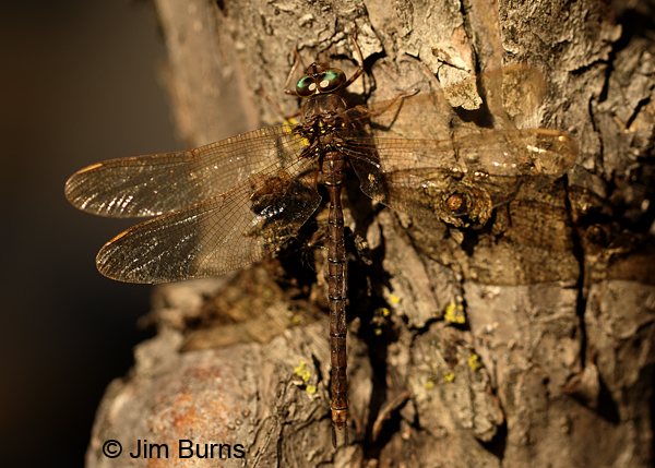 Fawn Darner male green eyes, Eau Claire Co., WI, September 2016
