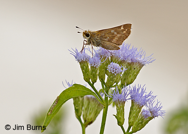 Fawn-spotted Skipper, Texas