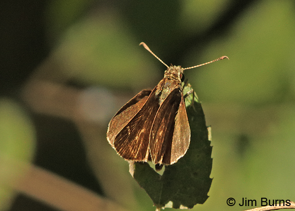 Fawn-spotted Skipper male, Texas
