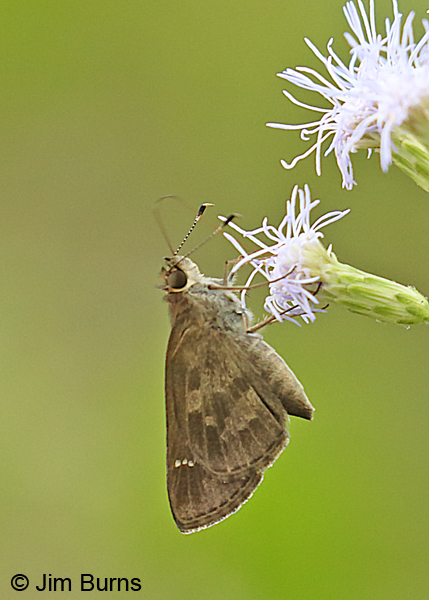 Fawn-spotted Skipper vertical, Texas