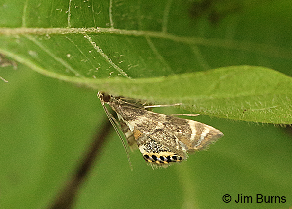 Feather-edged Petrophila Moth under leaf, Arkansas