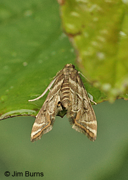 Feather-edged Petrophila Moth showing diagnostic triangle of black dots on forewing