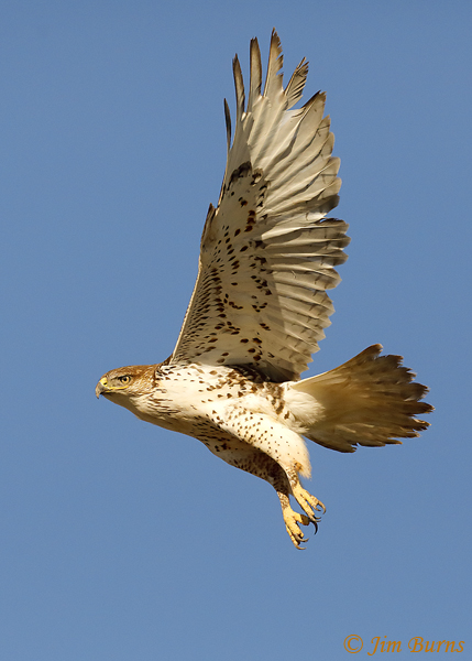 Ferruginous Hawk in flight ventral view #2--1120
