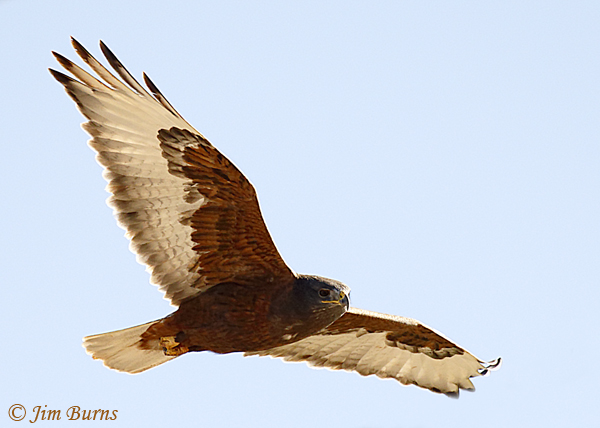 Ferruginous Hawk dark morph ventral flight view #3--6674