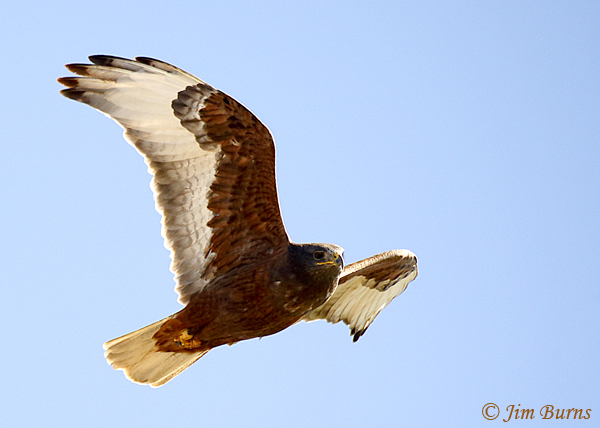Ferruginous Hawk dark morph ventral flight view--6707