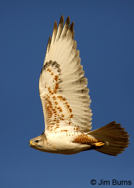 Ferruginous Hawk light morph adult--3029