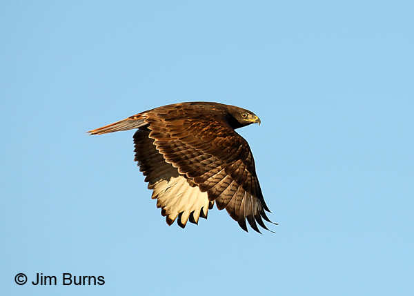 Ferruginous Hawk dark morph adult dorsal wing