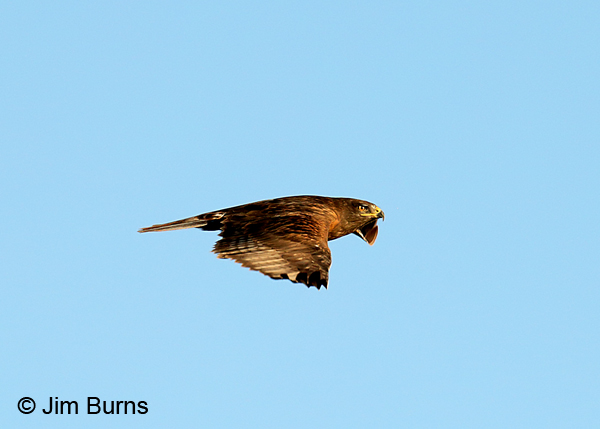 Ferruginous Hawk dark morph adult flat wings