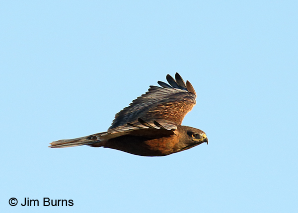 Ferruginous Hawk dark morph adult in flight