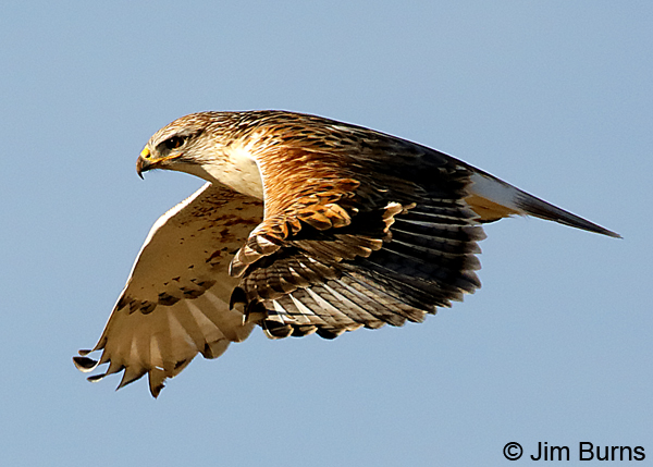 Ferruginous Hawk flight feather layers