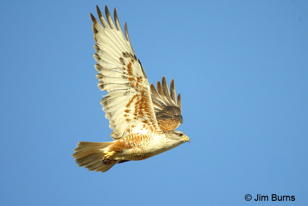 Ferruginous Hawk in flight ventral view
