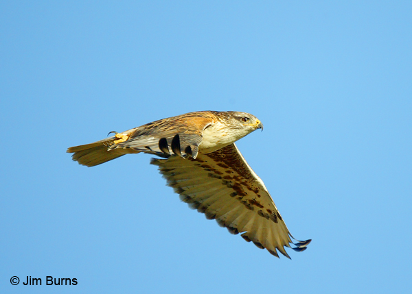 Ferruginous Hawk in flight dorsal view