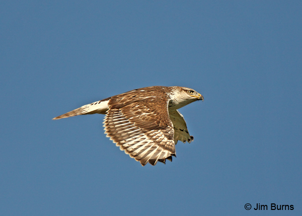 Ferruginous Hawk juvenile in flight dorsal view