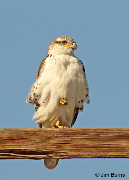 Ferruginous Hawk juvenile perched