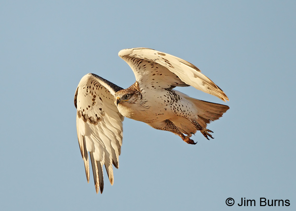 Ferruginous Hawk juvenile in flight, ventral view