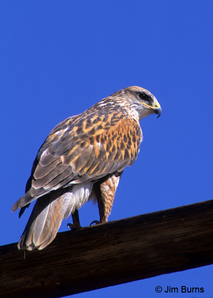 Ferruginous Hawk on pole dorsal view