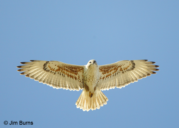 Ferruginous Hawk overhead