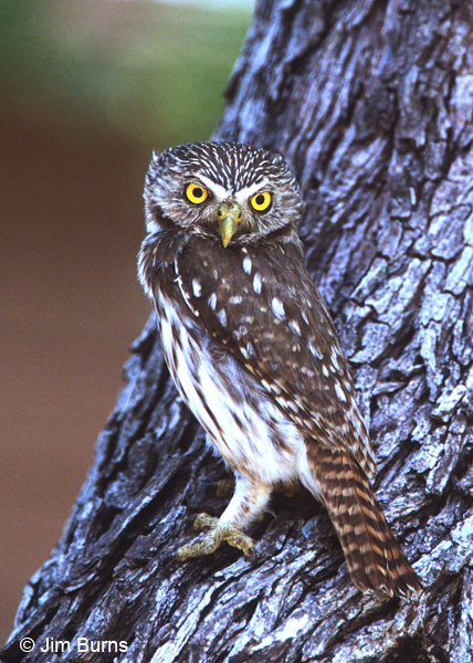 Ferruginous Pygmy-Owl dorsal view