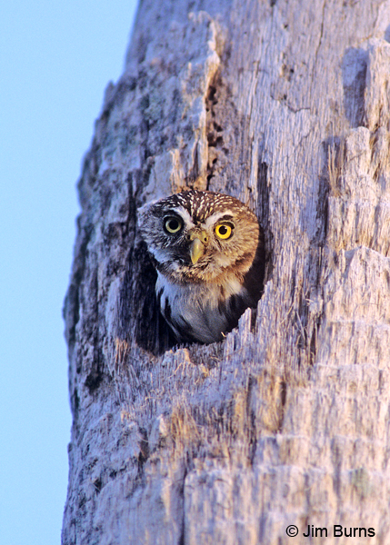 Ferruginous Pygmy-Owl in nest hole