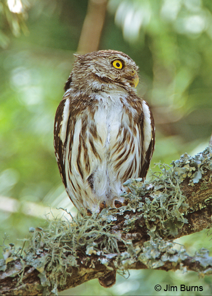 Ferruginous Pygmy-Owl ventral view