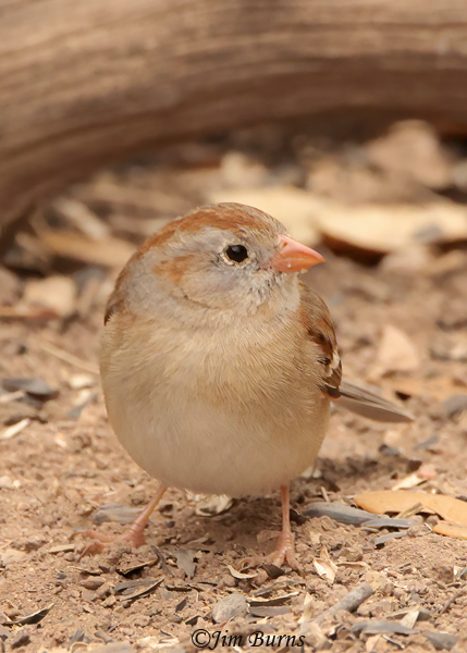 Field Sparrow ventral view--0420