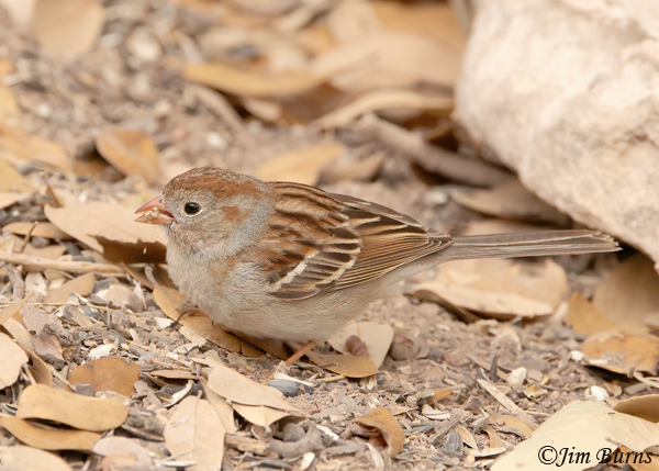 Field Sparrow with seeds--0470