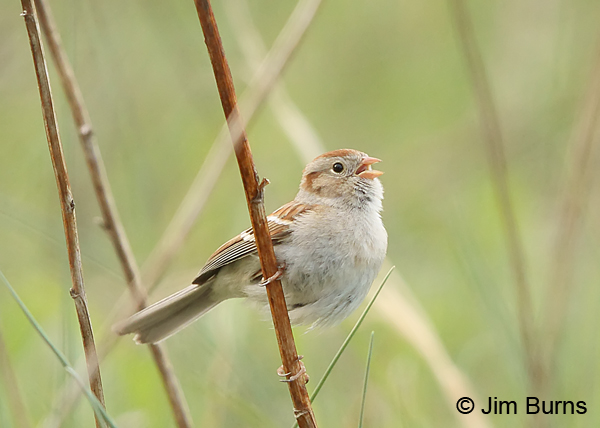 Field Sparrow singing in habitat